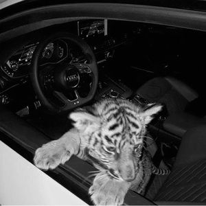 Meet your Posher, Henry